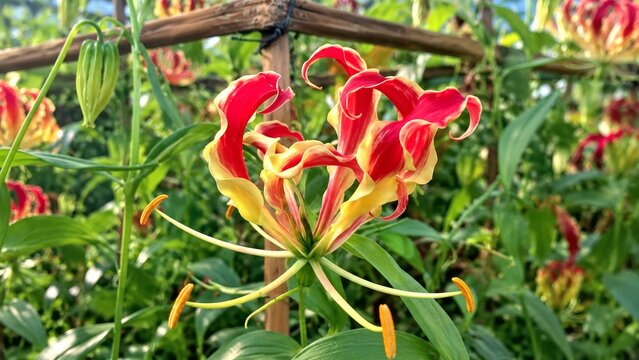 Gloriosa Superba Flame Lily Red and Yellow Tropical Flower Blooming in Garden