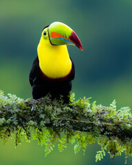 Keel-billed toucan / Fischertukan (Ramphastos sulfuratus) © Hannes Bonzheim
