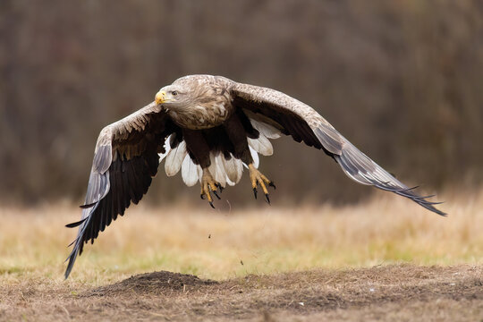 White-tailed eagle / Seeadler (Haliaeetus albicilla)