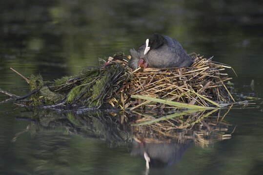 Eurasian Coot (Fulica atra) with chicks on the nest, North Rhine-Westphalia, Germany
