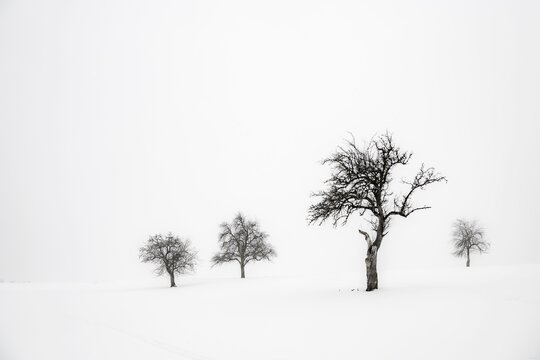 Lonely trees in wintry landscape, Kempten, Oberallg&auml;u, Bavaria, Germany