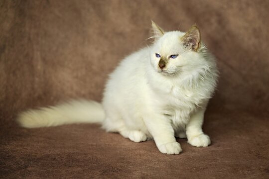 Purebred cat, Sacred Burmese, young male cat, Cinnamon-point
