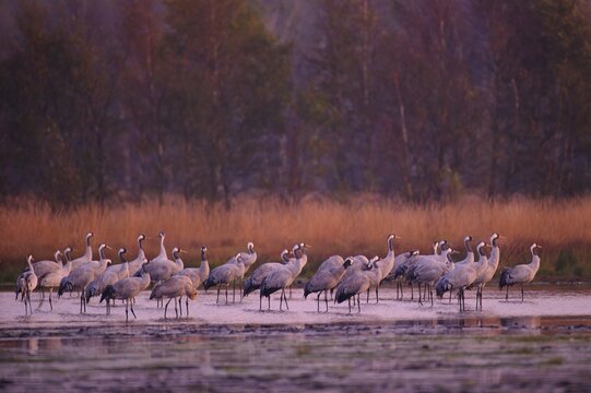 Cranes (grus grus), flock of birds at the sleeping place in shallow water, Goldenstedter Moor, bird migration, migratory bird, Oldenburger M&uuml;nsterland, Lower Saxony, Germany