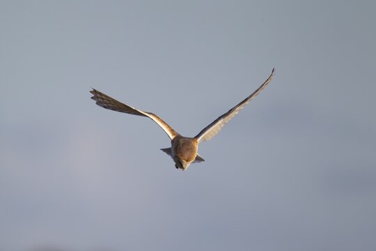 Barn owl (Tyto alba) adult bird of prey hovering in flight hunting over countryside, England, United Kingdom