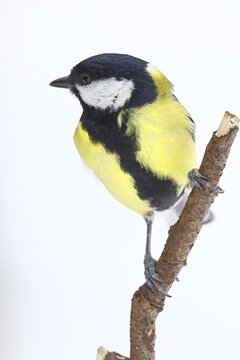 Great Tit (Parus major), sitting on a branch in front of a white background in winter, Wildlife, Animals, Birds, Tits, Wilnsdorf, North Rhine-Westphalia, Germany