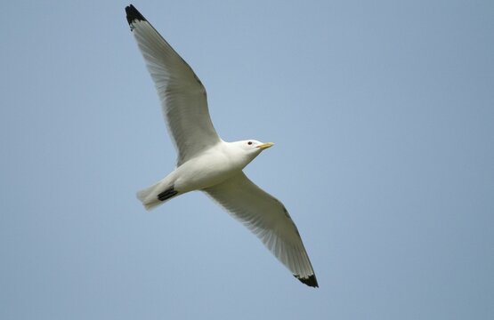 Black-legged Kittiwake, Black-legged Kittiwake, Norway, Rissa Tridactyla, Varanger, Birds, Charadriiformes, Gulls, Limikolen, Seagulls, Birds