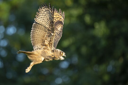 Eurasian Eagle-owl (bubo bubo) flying, Gerolstein, Rhineland-Palatinate, Germany