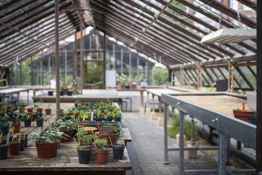 Seedlings, historic greenhouse, Chelsea Physic Garden, historic botanical garden, oldest botanical garden in London, founded in 1673 by the Worshipful Society of Apothecaries, Chelsea, England, Great Britain, Great Britain