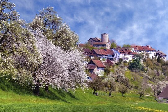 View of Regensberg village with blooming fruit trees, Canton of Zurich, Switzerland