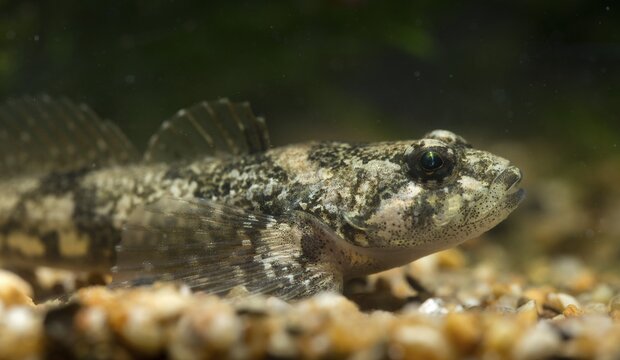 Bullhead, Cottus Gobio, European Bullhead, Millers Thumb, M&uuml;hlkoppe, Westgroppe, Common Bullhead, Fish, Fishes, Rivers, Freshwater Sculpin, Pisces