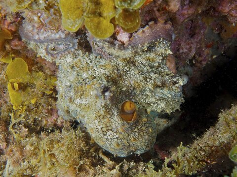 A well-camouflaged octopus, common octopus (Octopus vulgaris), dive site: El Cabron Marine Reserve, Arinaga, Gran Canaria, Spain, Europe, Atlantic Ocean