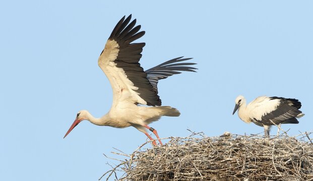 White Stork (Ciconia ciconia) taking off from nest with young bird, Hesse, Germany