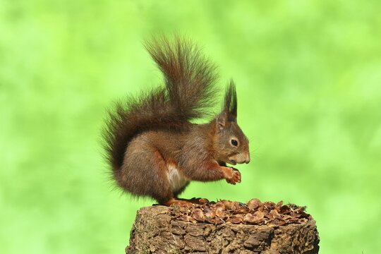 Eurasian red squirrel (Sciurus vulgaris) sitting on a tree stump with the remains of a spruce cone, North Rhine-Westphalia, Germany