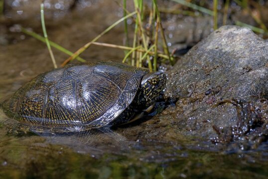 Emys Orbicularis, European Pond Terrapin, European Pond Tortoise, European Pond Turtle, European Pond Turtle, Critters, FFH, Greece, reptilia, reptiles, turtles, swamp turtle, tortoise, tortoise, turtles