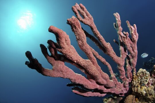 Sponge (Porifera), undescribed species, back light, Red Sea, Aqaba, Kingdom of Jordan