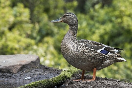 Mallard (Anas platyrhynchos), Emsland, Lower Saxony, Germany