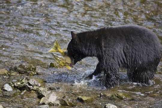 Black Bear (Ursus americanus) catching salmon, Alaska, USA
