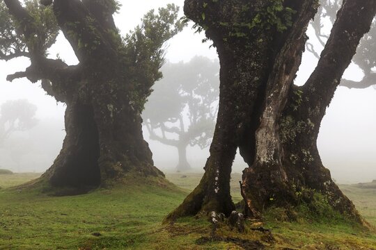 Old laurel trees in the mist, stinkwood (Ocotea foetens), old laurel forest (Laurisilva), UNESCO World Heritage Site, Fanal, Madeira, Portugal