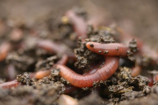 Annelida, clitellata, earthworm, shingles, lumbricidae, oligochaeta, annelids, few bristles, earthworm