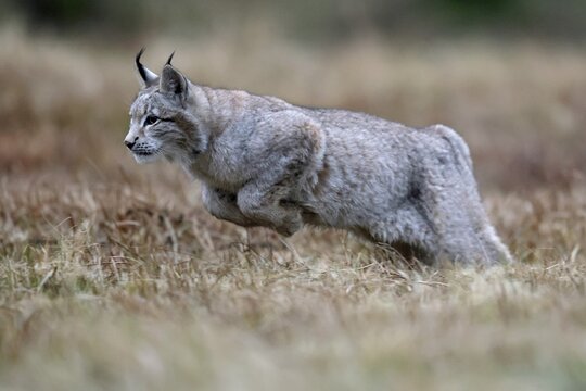 Eurasian lynx (Lynx lynx), in a meadow, Czech Republic