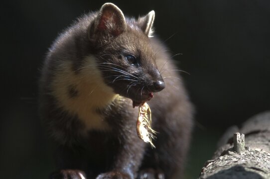 Tree martens, carnivora, European pine species, martes martes, pine species, predators, mammals, raptors, mammals, mammals