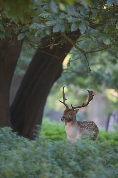 Fallow deer (Dama dama) adult male buck animal standing in woodland, England, United Kingdom
