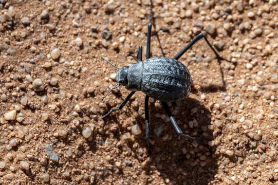 Fog drinker beetle (Onymacris unguicularis), Toktokkie beetle, in the sand, Namib Desert, Namib Naukluft Park, Namibia