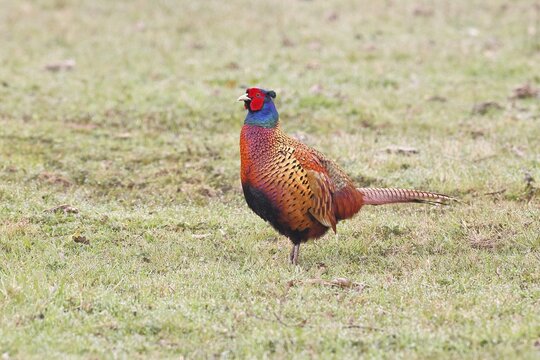 Pheasant, hunting pheasant (Phasianus colchicus), adult male bird in a meadow, wildlife, Lembruch, Ochsen Moor, D&uuml;mmer nature park Park, Lower Saxony, Germany
