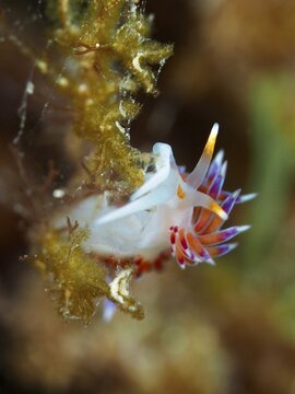 A small nudibranch with pointed, colourful appendages, migratory thread snail (Cratena peregrina), surrounded by algae in the Mediterranean Sea near Hy&egrave;res, dive site peninsula Giens, Provence Alpes C&ocirc;te d'Azur, France