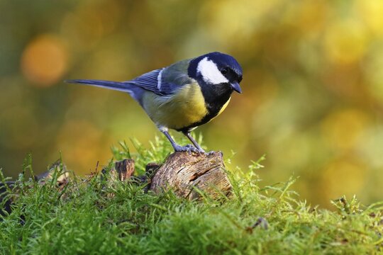 Great tit (Parus major) Schleswig-Holstein, Germany