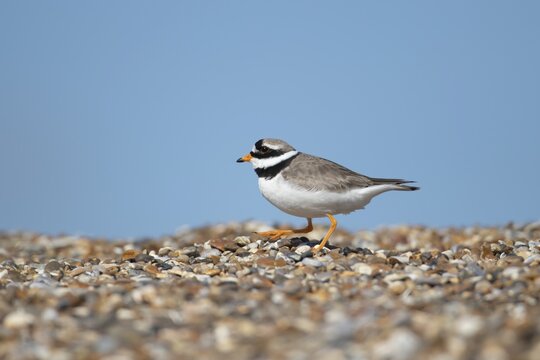 Ringed plover (Charadrius hiaticula) adult wading bird on a shingle beach in summer, England, United Kingdom