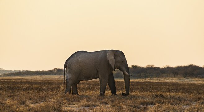 African Elephant (Loxodonta africana) walking through the dry grasslands, , Etosha National Park, Namibia