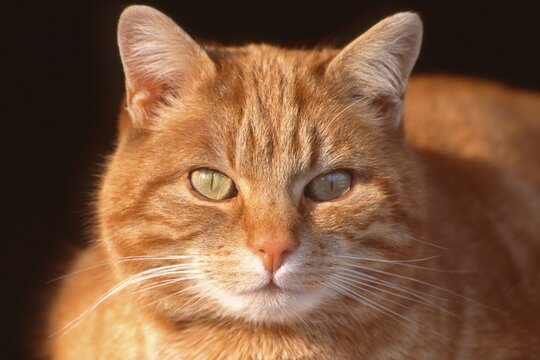 Domestic Cat (Felis silvestris f. catus)