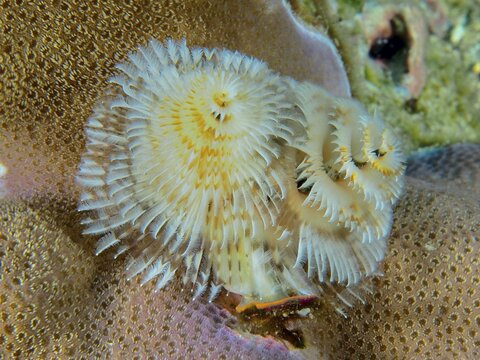 Spiral-shaped white Indo-Pacific Christmas tree worm (Spirobranchus corniculatus) on corals, dive site Pidada, Penyapangan, Bali, Indonesia