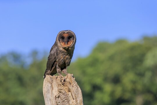 S&atilde;o Tom&eacute; Barn Owl (Tyto thomensis), adult on lookout, Kasselburg, Eifel, Germany