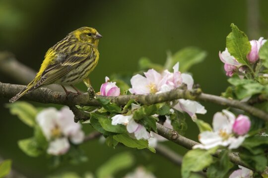 European Serin, serine, serinus serinus, birds, male, passeri, songbirds, birds