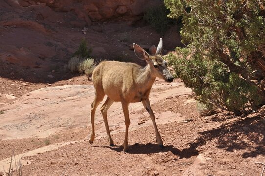 Mule deer (Odocoileus hemionus) standing in sandy rocky landscape next to shrubs, Arches National Park, Utah, USA