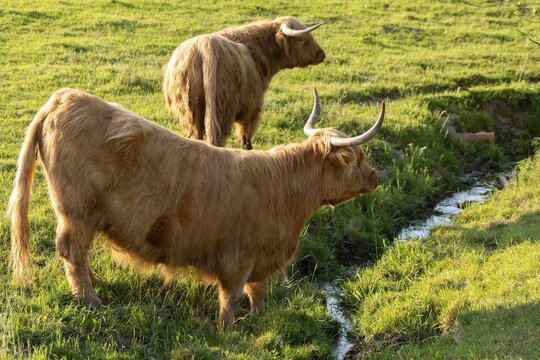 Artiodactyla, bos primigenius f. taurus, cattle, even-toed ungulate, highland cattle, kyloe, cloven-hoofed, cattle grazing, Scottish highland cattle, grazing, domesticated animals, extensive grazing, pet, highland cattle, mammals, cattle, mammals, mammals, pasture