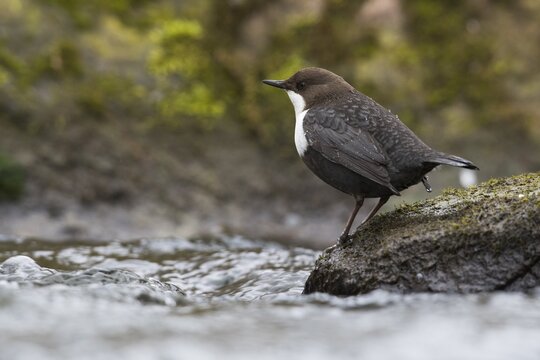 White-breasted dipper (Cinclus cinclus), Emsland, Lower Saxony, Germany
