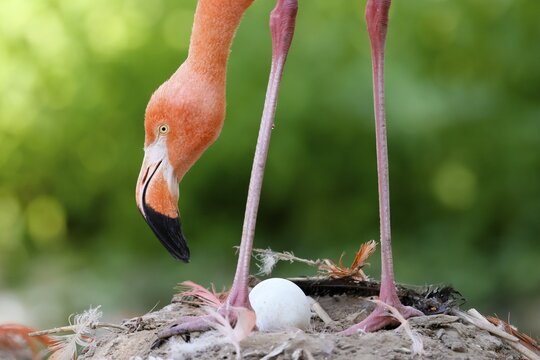 American flamingo (Phoenicopterus ruber) on its nest with an egg, captive