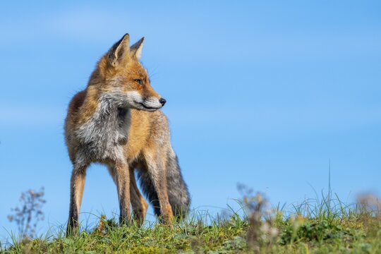 Red fox (Vulpes vulpes), Zandvoort, Netherlands