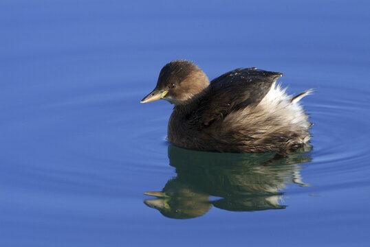 Little Grebe (Tachybaptus ruficollis), Isar River near Bad Toelz, Bavaria, Germany, Europe