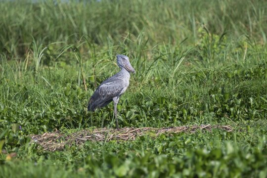 A shoebill (Balaeniceps rex) stands on its nest in the reeds, at the mouth of the Victoria Nile, Murchison Falls National Park, Uganda