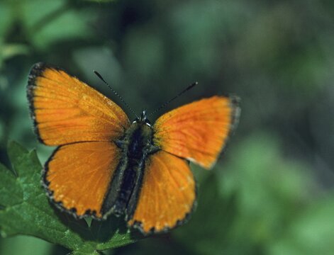 Ducat moth, Lycaena virgaureae, Scarce purple-edged copper, butterfly, insects, butterfly, butterflies