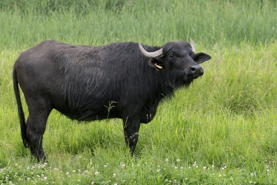Artiodactyla, Bubalus Arnee, Even-Toed Ungulate, Frie&szlig;nitzer See, Germany, Greiz, Pairhoofes, Thuringia, Water Buffalo, Grazing, Domesticated Animals, Extensive Grazing, Grazing, Pets, Mammals, Vogtland
