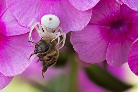 Goldenrod crab spider (Misumena vatia) with victim on phlox flower, Hesse, Germany