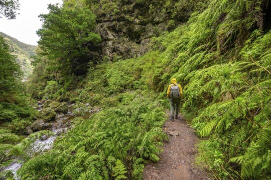 Hikers on the trail among ferns, Levada do Caldeir&atilde;o Verde, Parque Florestal das Queimadas, Madeira, Portugal