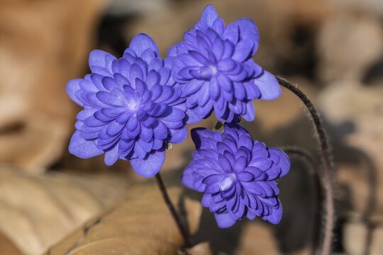 Liverwort (Hepatica nobilis Plena) in full bloom, Emsland, Lower Saxony, Germany