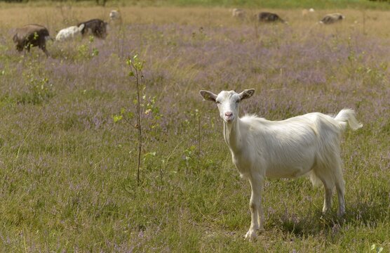 Artiodactyla, Capra Aegagrus Hircus, even-toed ungulate, domestic goat, cloven-hoofed, P&ouml;llwitzer Wald, Thuringia, grazing, domesticated animals, extensive grazing, goat, pet, heather care, mammals, willow, wild willow, goat