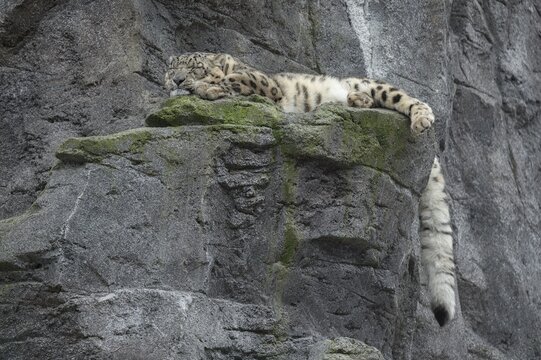 Snow leopard (Panthera uncia) lying on a rock, occurring in the Central Asian high mountains, captive